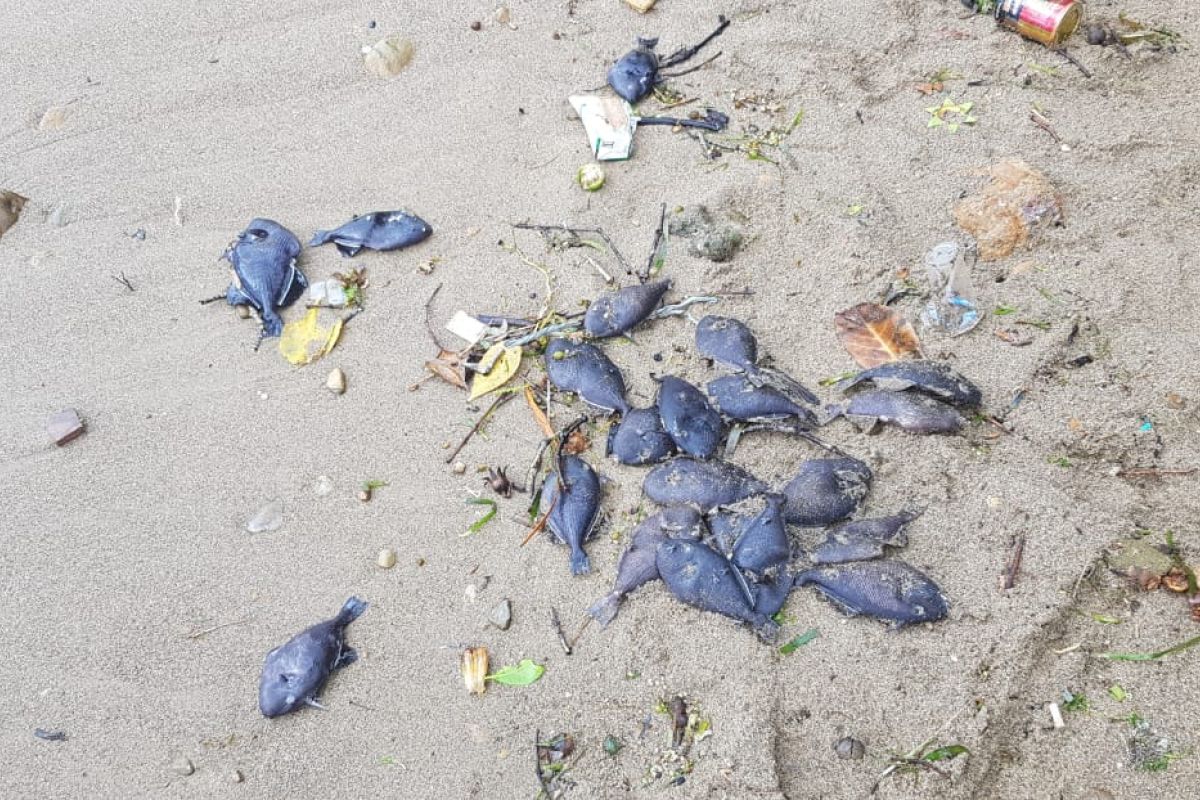 Ribuan ikan di Pantai Rutong mati