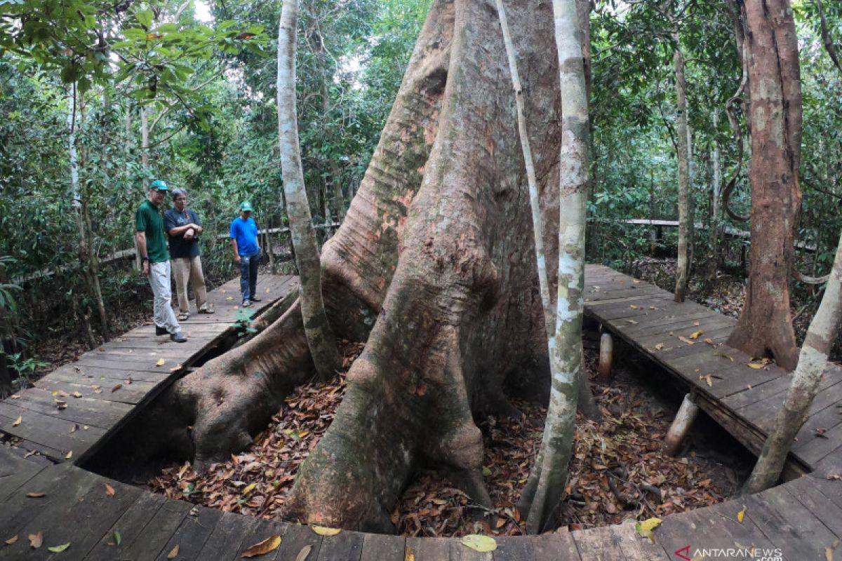 KLHK: Hutan di APL miliki potensi ekonomi yang dapat dikembangkan