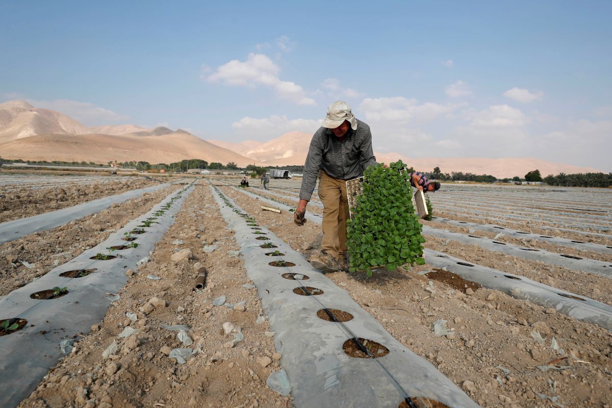 Petani Palestina diusir dari kebun zaitun mereka