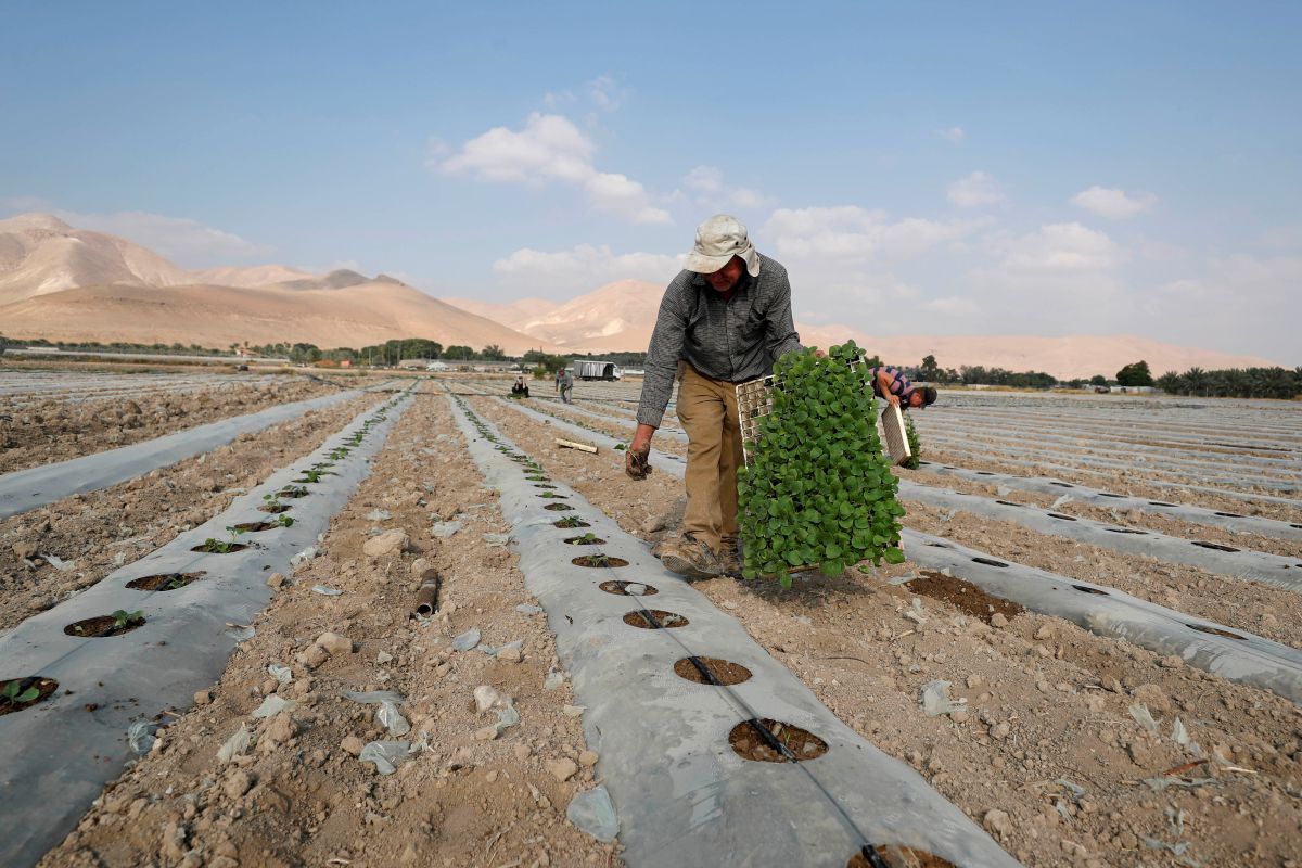 Petani Palestina diusir dari kebun zaitun mereka di selatan  Nablus