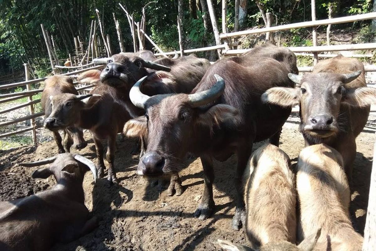 Bupati Lebak mendorong warga kembangkan ternak kerbau