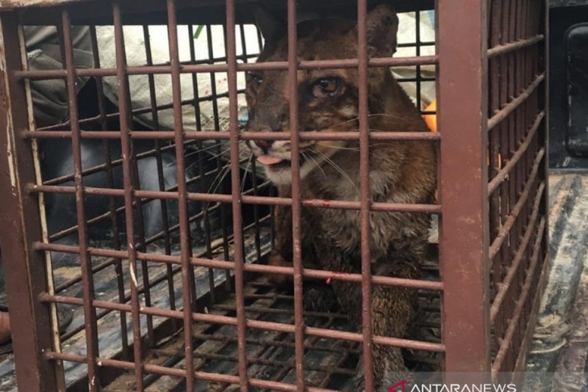 Warga Aceh temukan seekor kucing emas di kebun