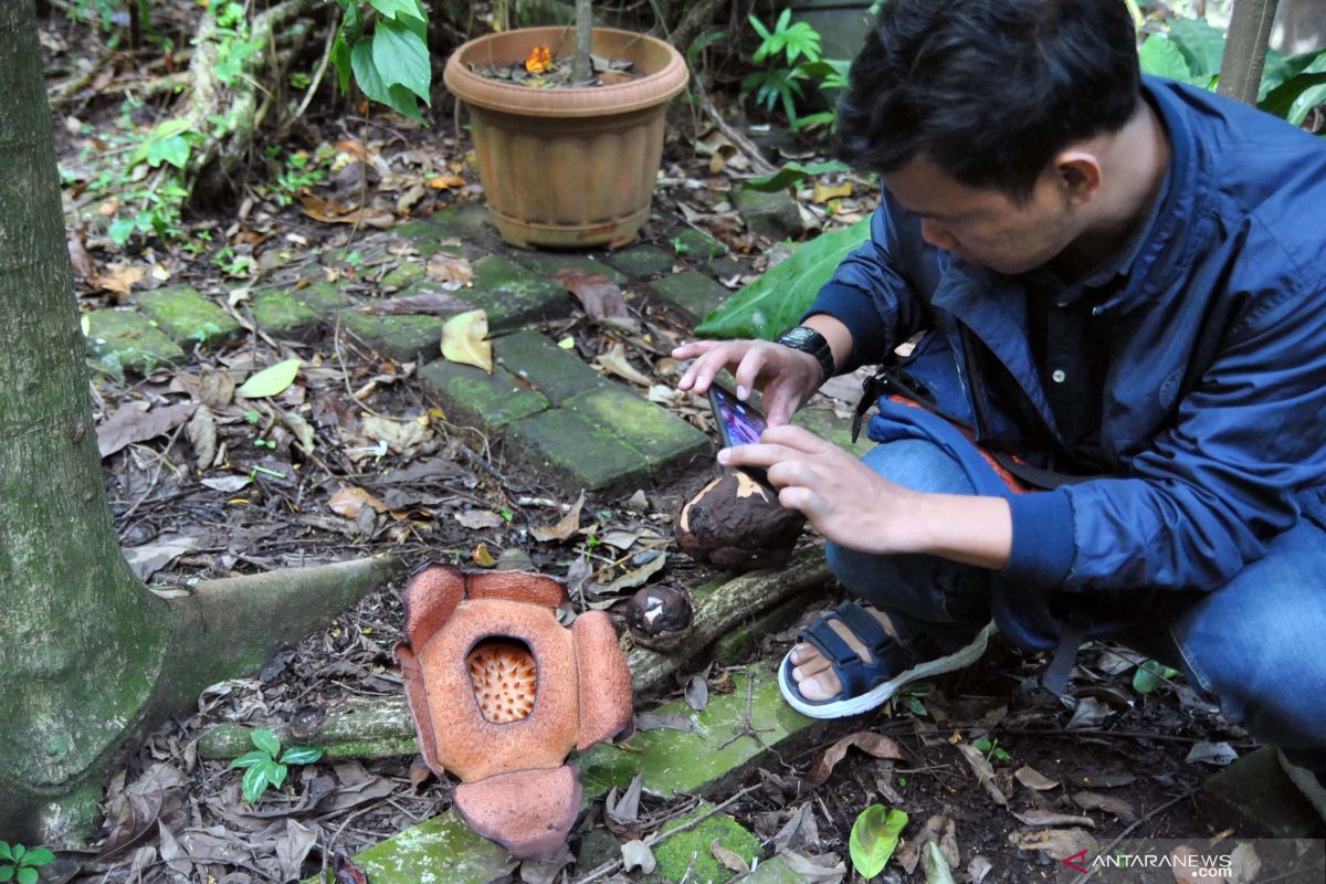 BRIN kaji upaya konservasi bunga Rafflesia di luar kawasan lindung