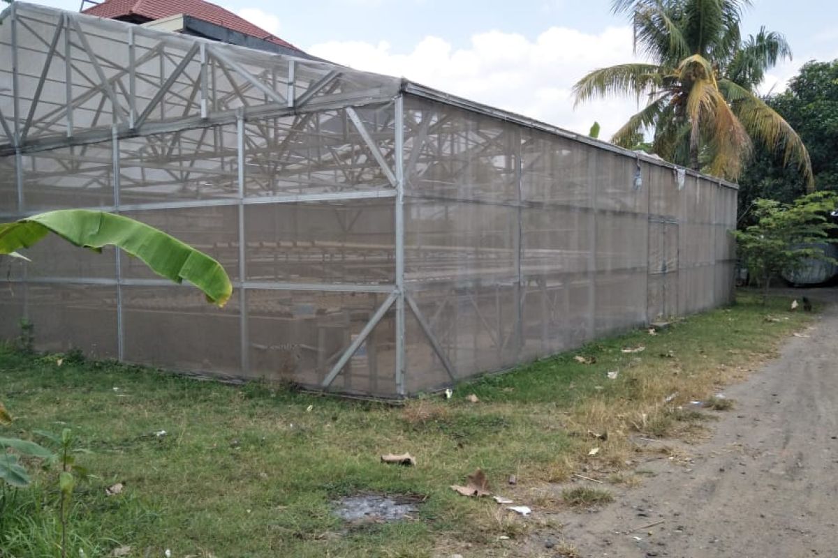 Mataram siapkan Rp50 juta merevitalisasi "rumah kaca" hidroponik