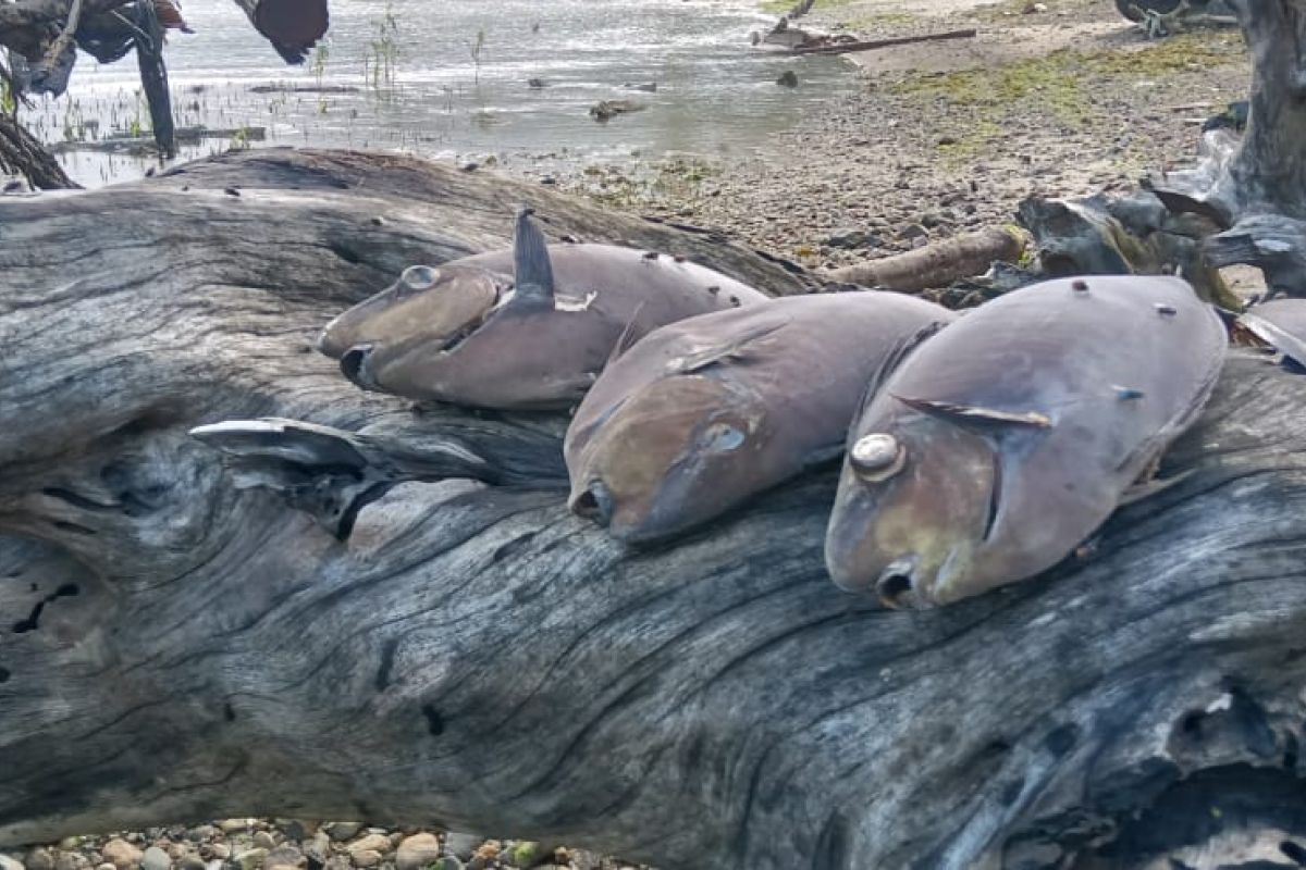 BKIPM Ambon uji sampel dari ribuan ikan karang mati