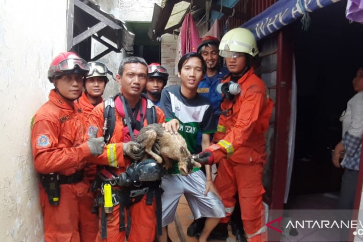 Kucing Anda kecebur ke sumur, panggil saja Damkar seperti kejadian di Jakarta Timur ini