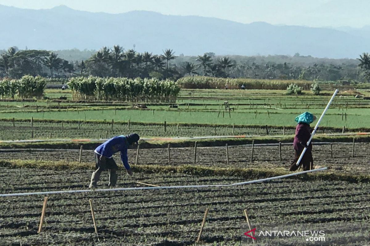 Petani diimbau mewaspadai hama ulat grayak