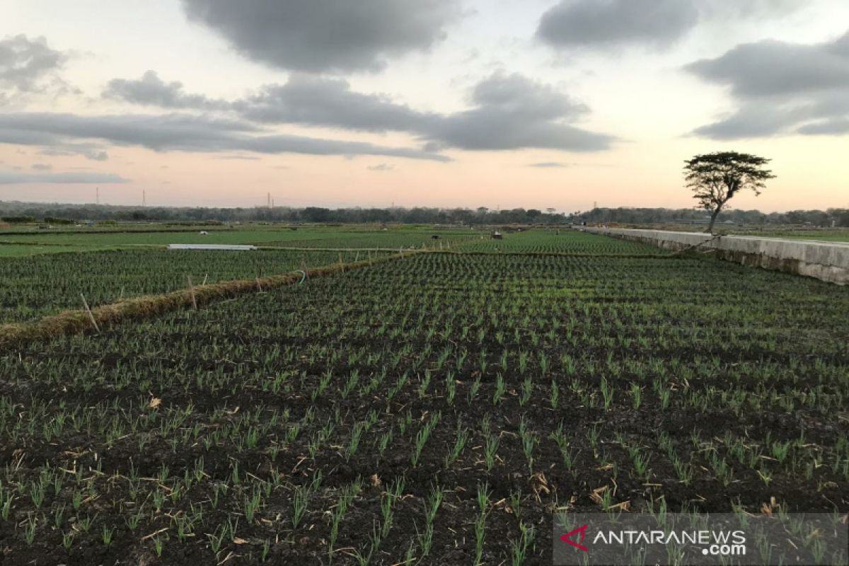 Pemkab Kulon Progo mengupayakan cetak sawah baru