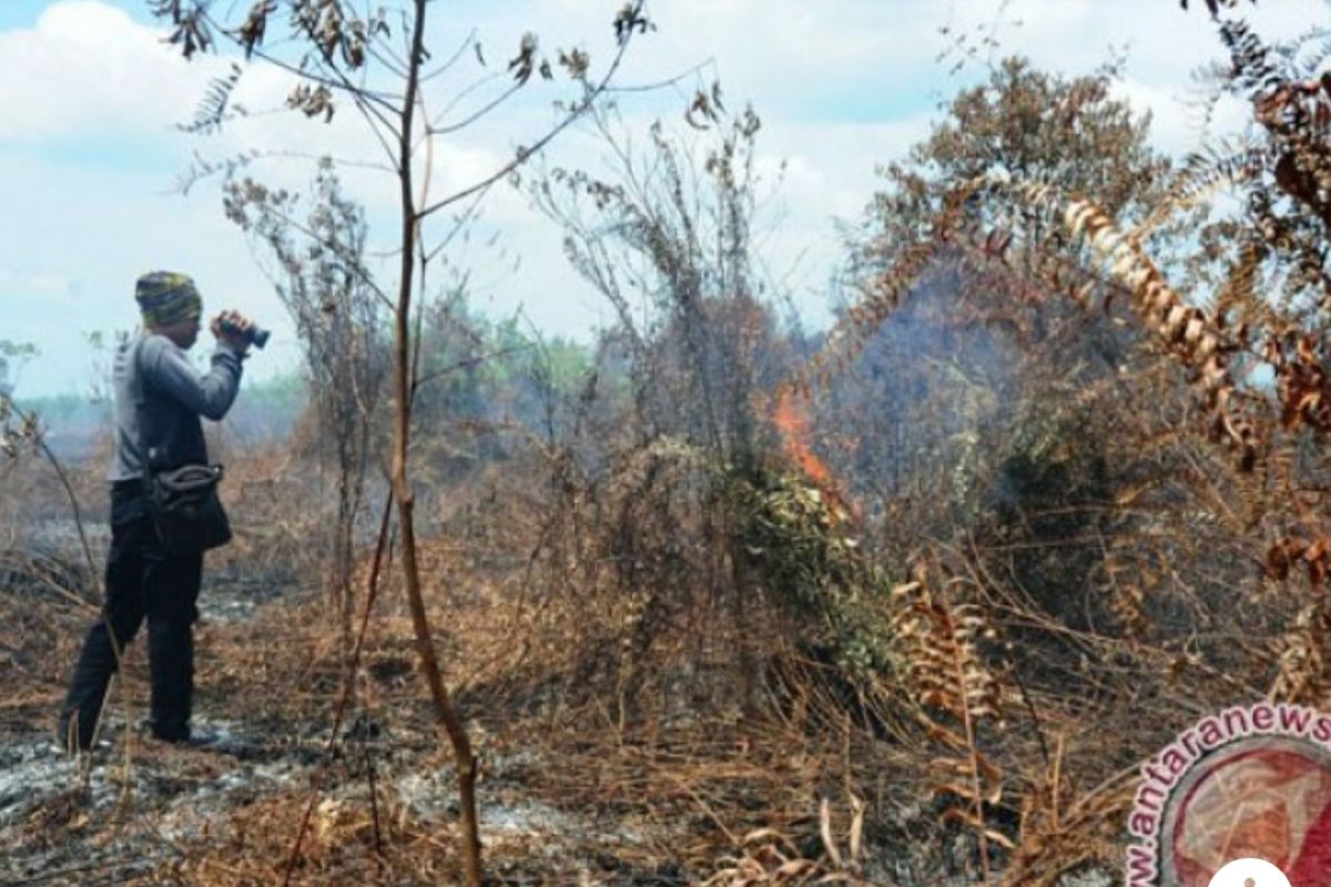 Peneliti: Perlu satu dekade lebih lihat hasil restorasi gambut