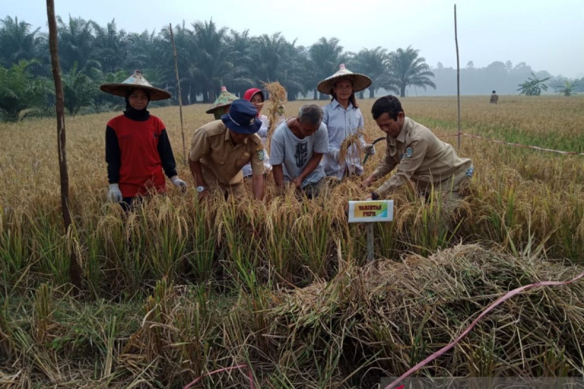 Dinas Pertanian Landak panen padi demplot varietas unggul bersertifikat