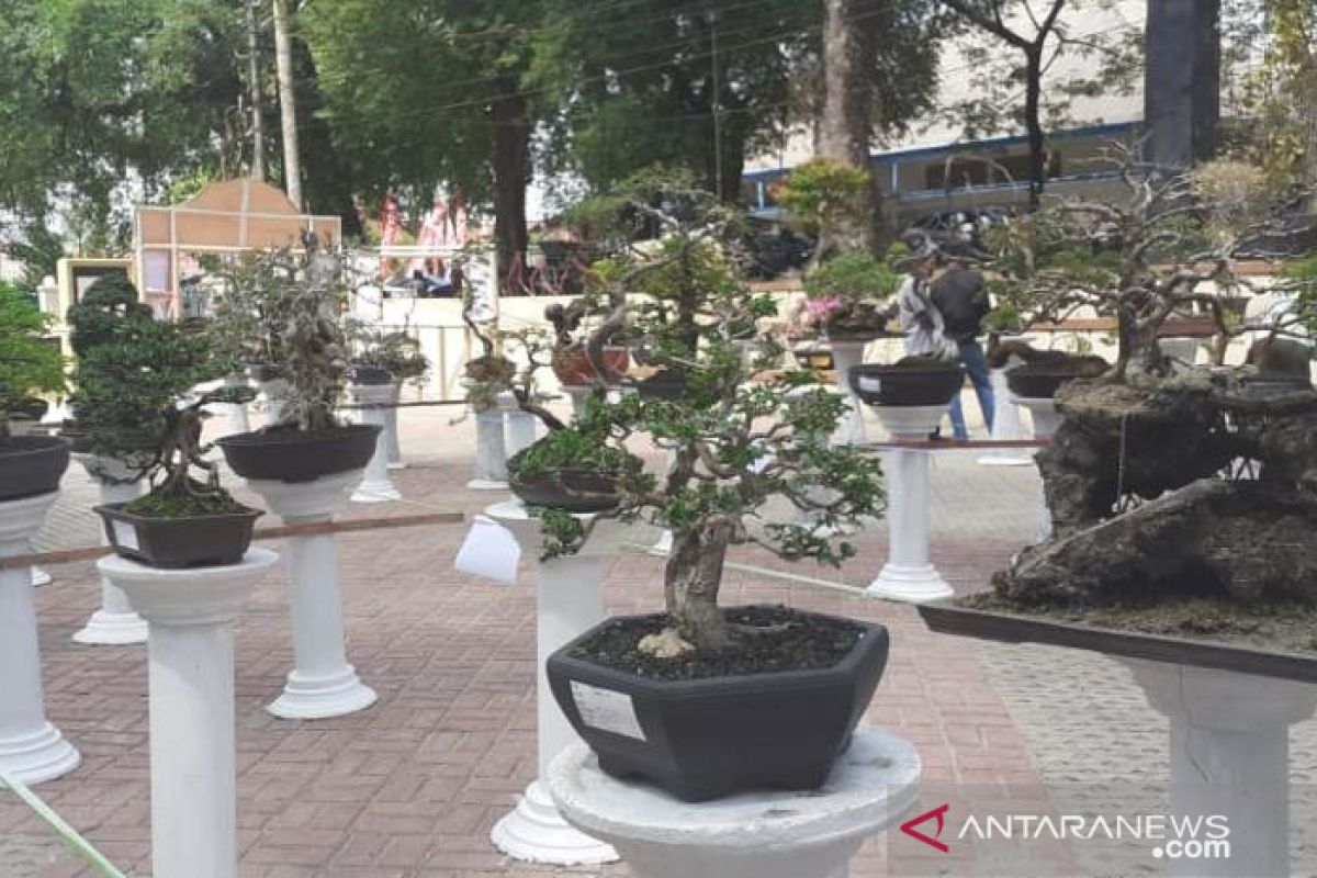 Pemeran bonsai turut meriahkan HUT Pangkalpinang ke-262