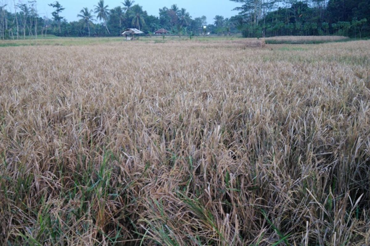 Di Kabupaten Lebak, tercatat  425 hektare gagal panen