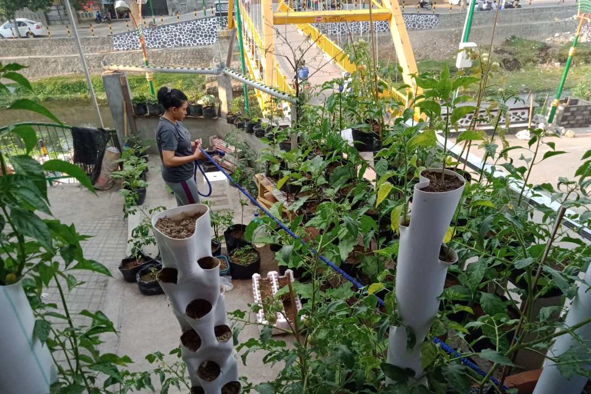 Petani tomat di Mataram disarankan mengolah dodol