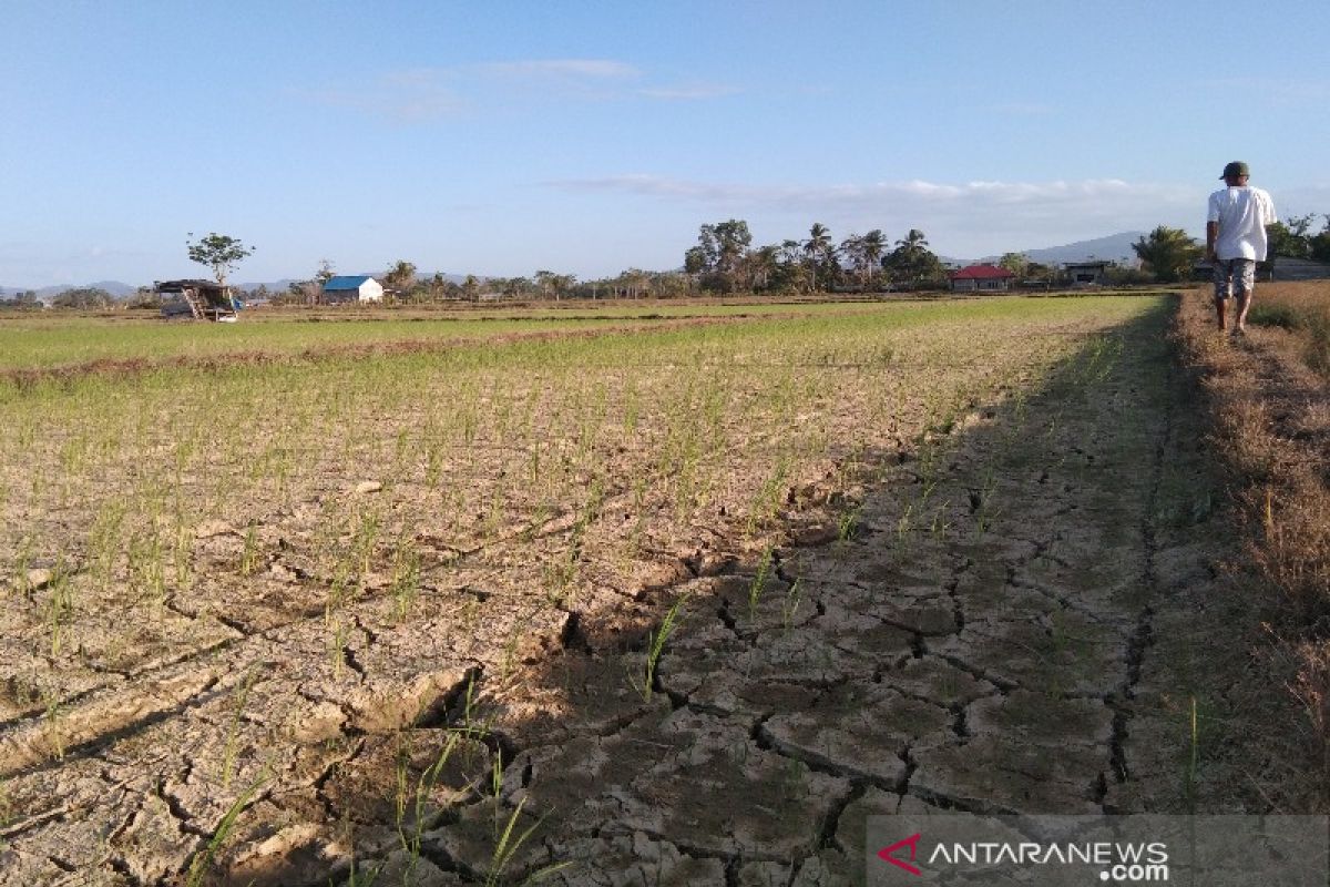 Seluas 50 hektare sawah di Ranomeeto kekeringan