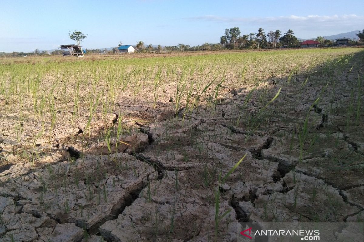Puluhan petani padi di Ranomeeto, Sultra, belum mengikuti asuransi
