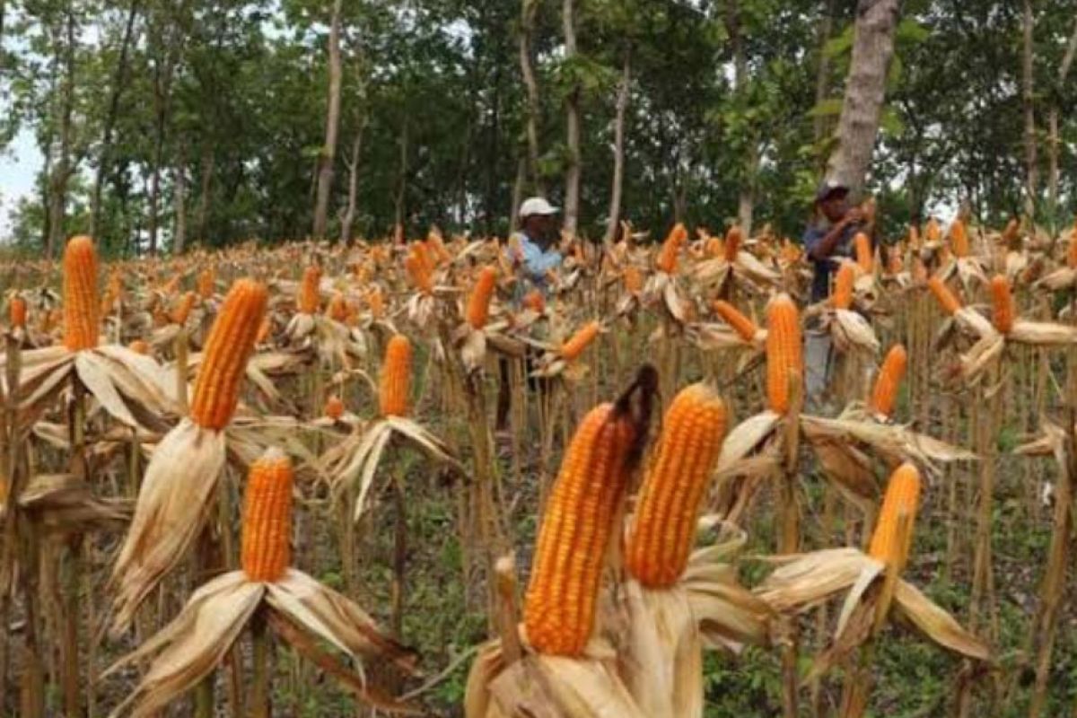 Sebagian petani di Tulungagung kesulitan pupuk bersubsidi