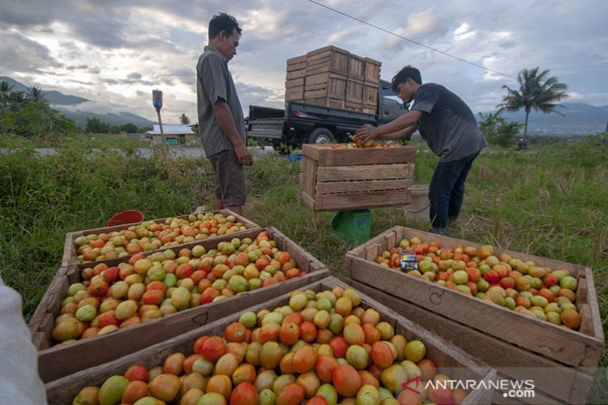 Sekdaprov: petani keluhkan harga tomat  semakin terpuruk