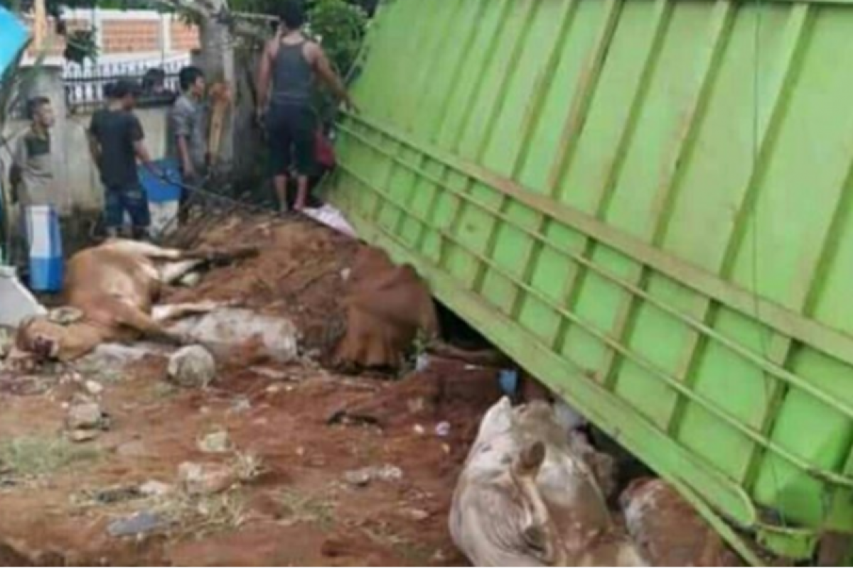 Karena sopir ngantuk, truk bermutan sapi terguling di Jalinpatim Lampung Timur