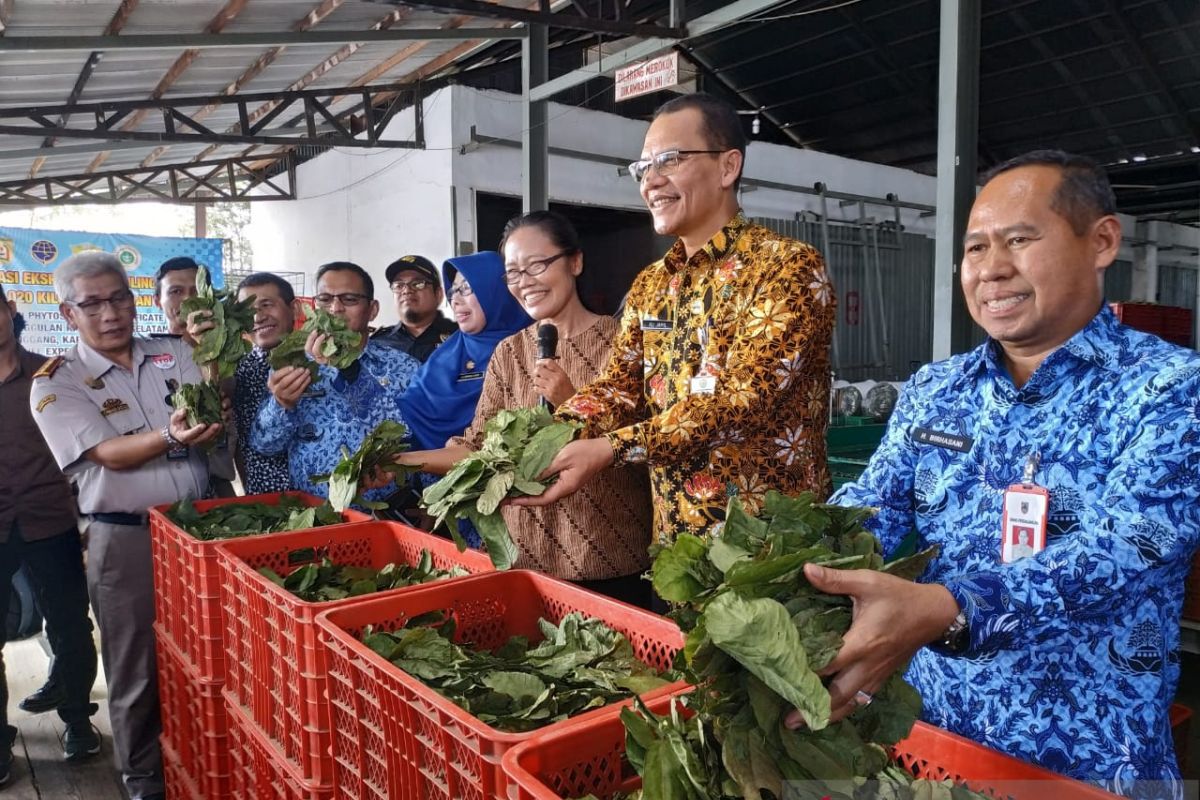 Pemerintah perbanyak negara tujuan ekspor daun gulinggang