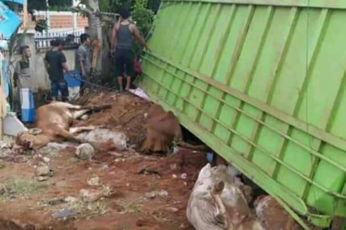 Satu unit truk bermutan sapi terguling di Jalinpatim Lampung Timur