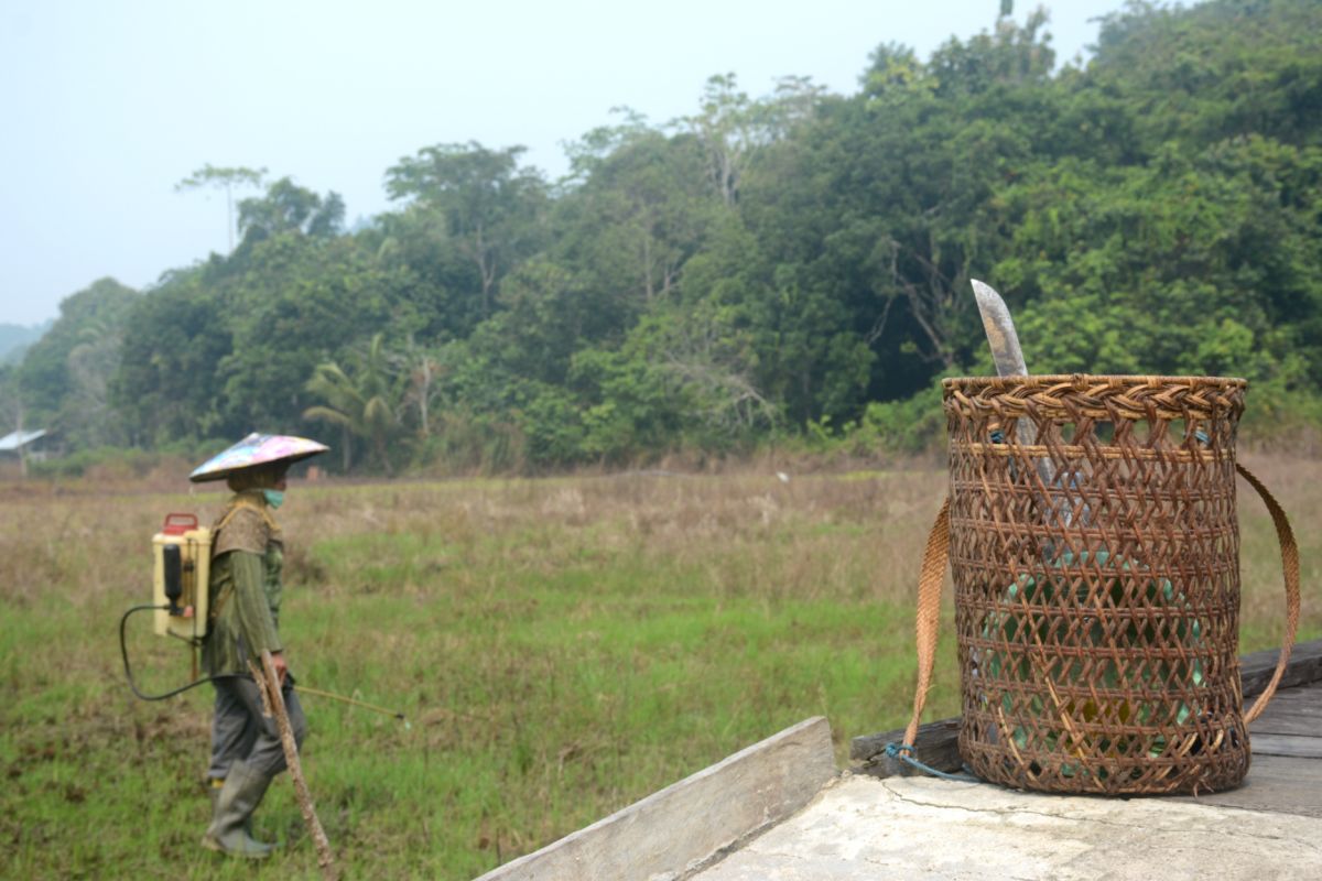 Kebakaran hutan, 