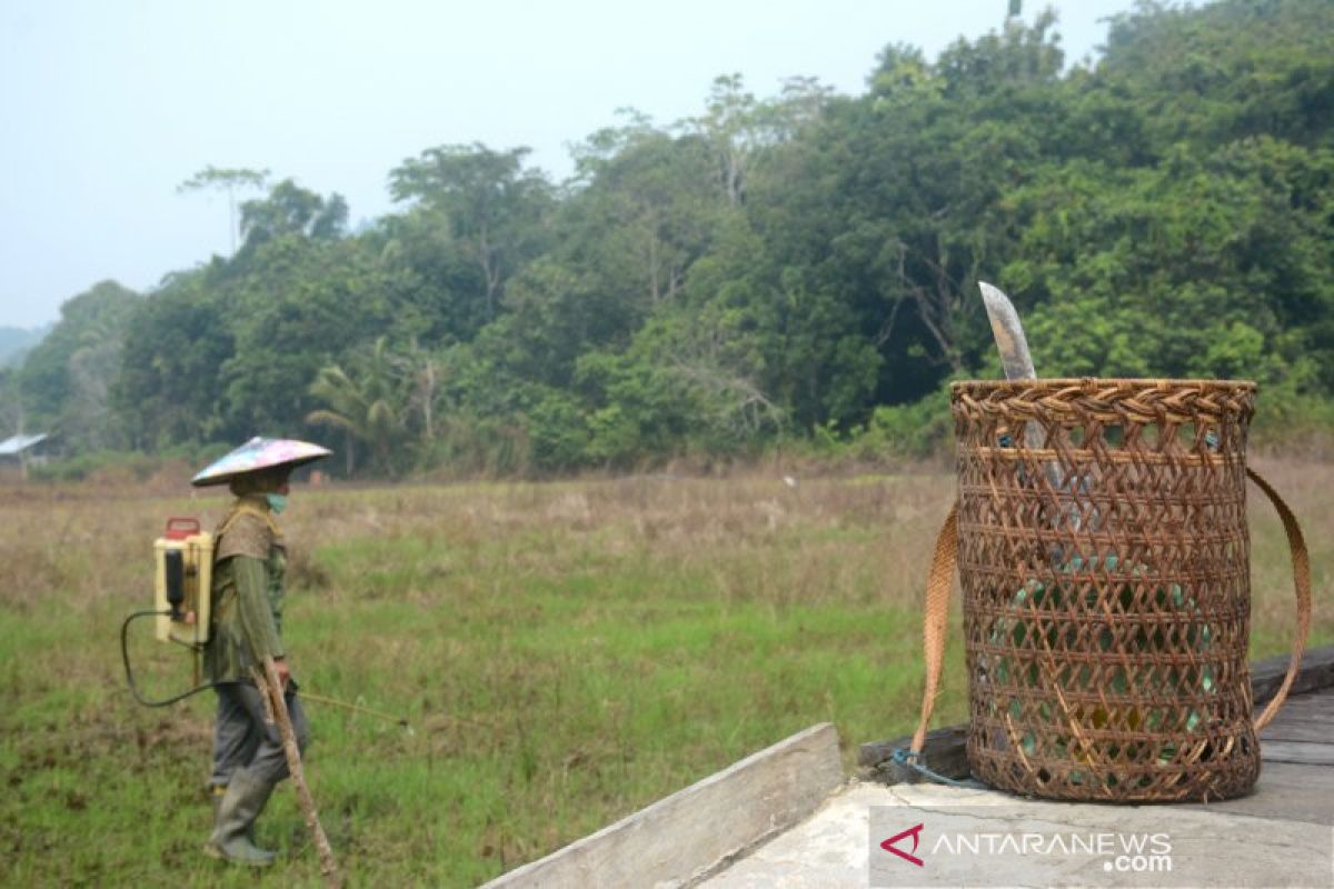 Kebakaran hutan, "bencana terjadwal" yang seharusnya tak terjadi