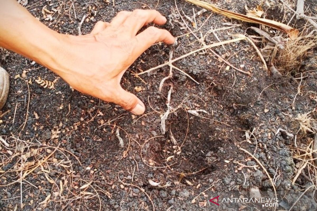 Banyak orangutan masuk ke kebun warga akibat kebakaran hutan