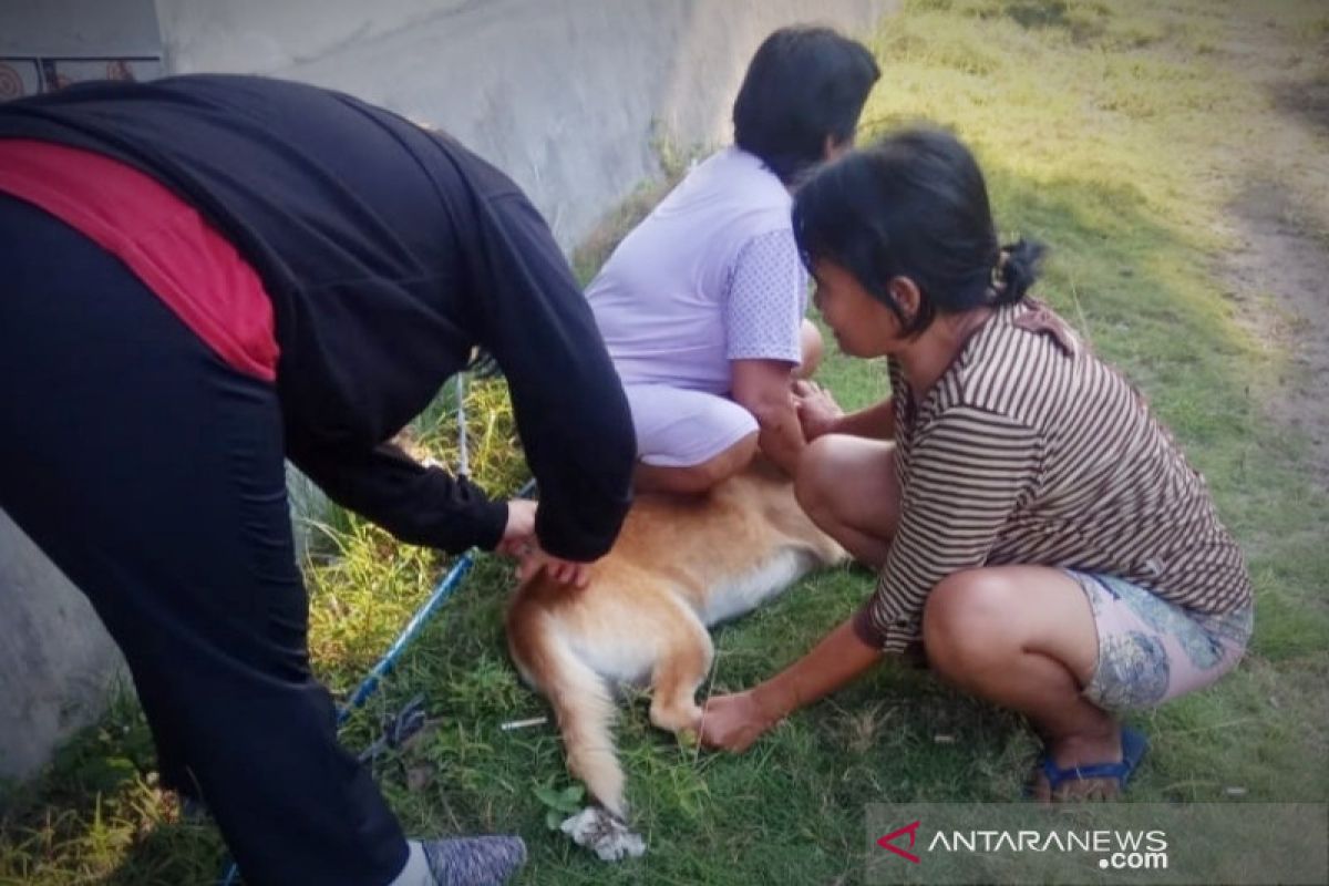 Legislator Barito Timur dukung vaksinasi anjing berantas rabies