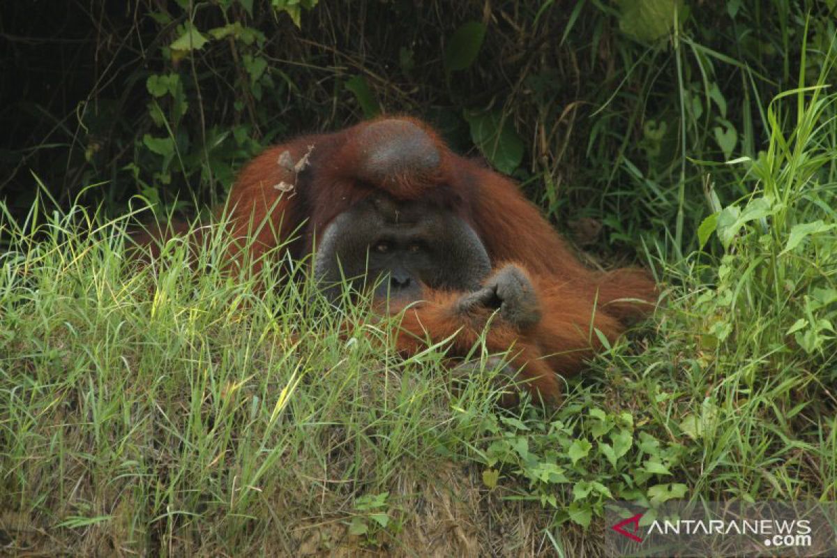 Banyak orangutan menyelamatkan diri ke kebun warga akibat karhutla