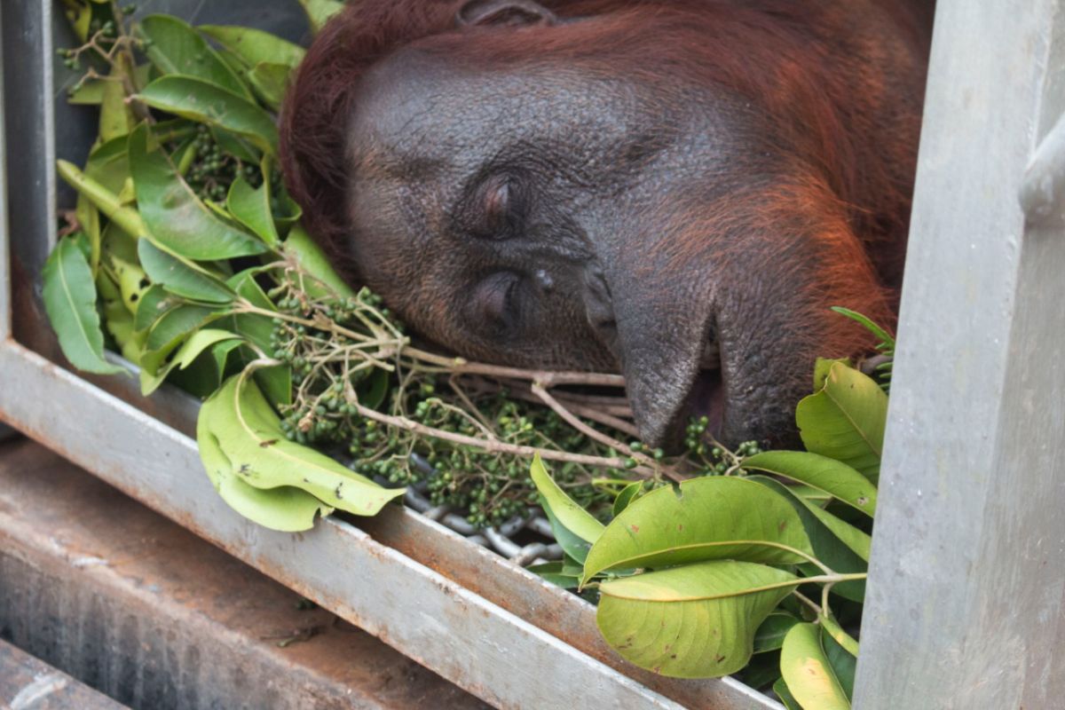 Dua orangutan berhasil diselamatkan di lokasi Karhutla Ketapang
