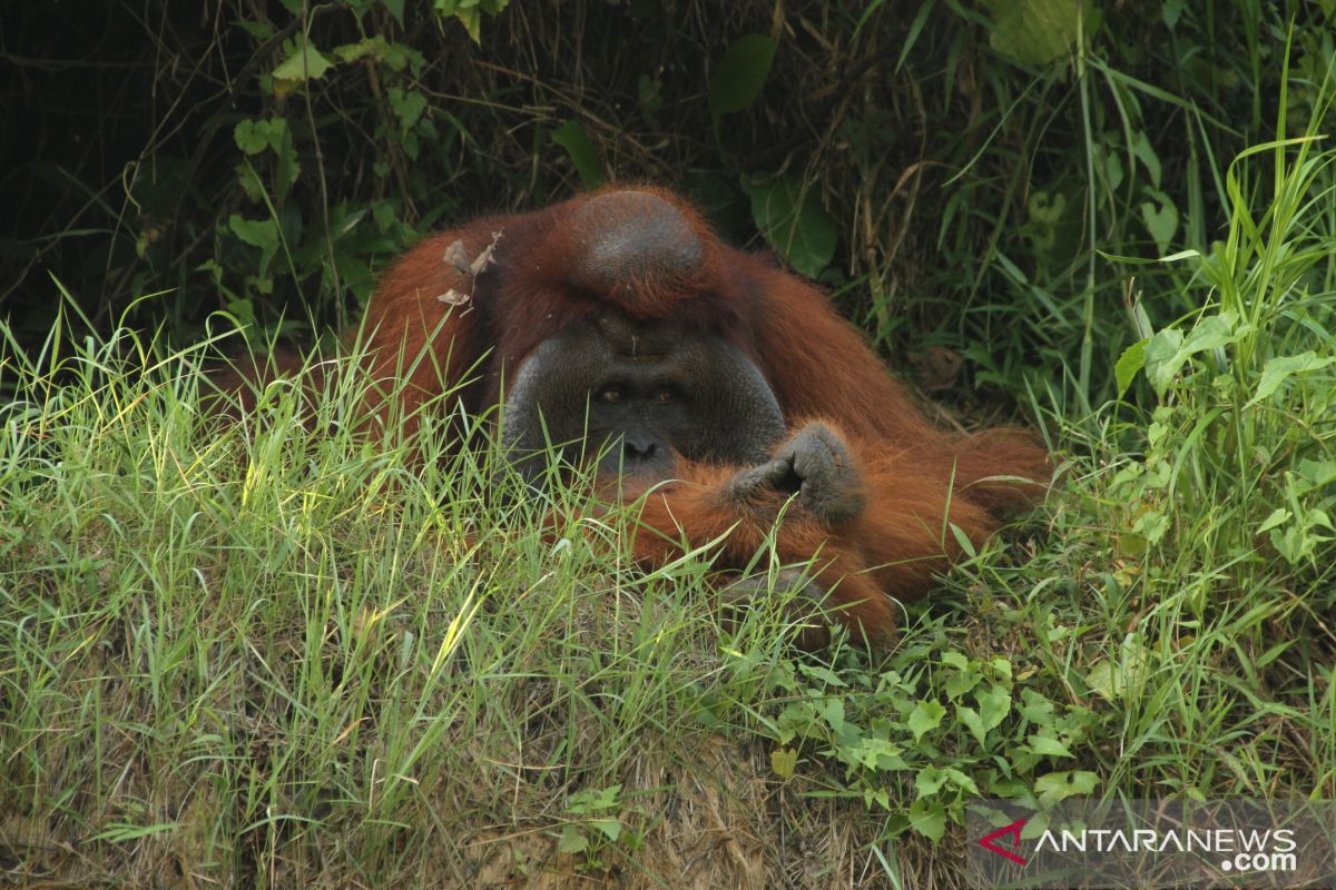 37 orang utan pun kena ISPA akibat asap