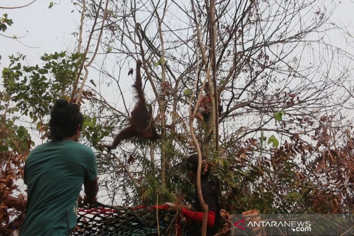 BKSDA Kalbar-IAR Indonesia selamatkan dua orangutan di lokasi Karhutla