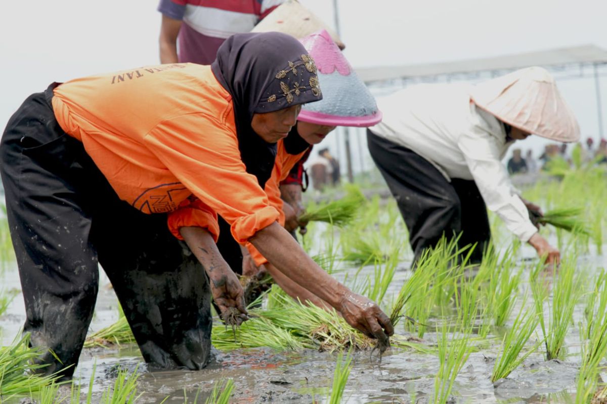 Tingkatkan produksi padi, Tanah Datar galakkan Jarwo 21