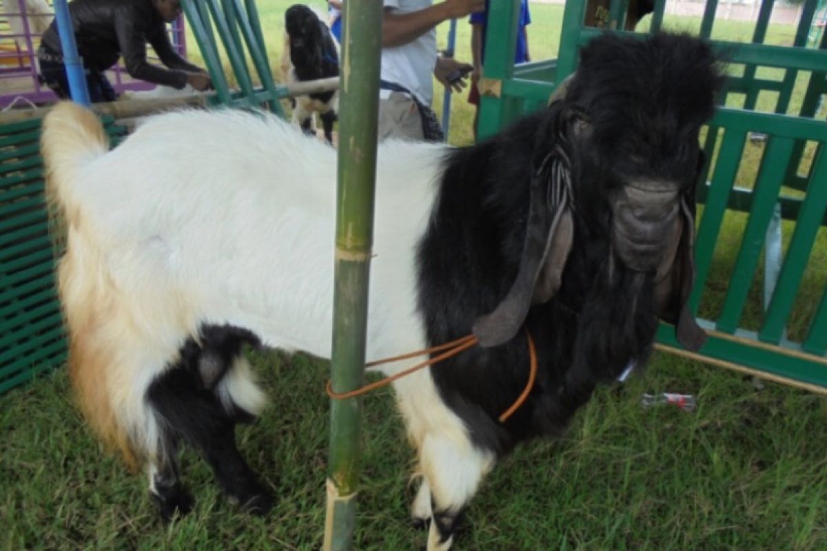 Pemkab Banjarnegara akan gelar kontes kambing Kaligesing