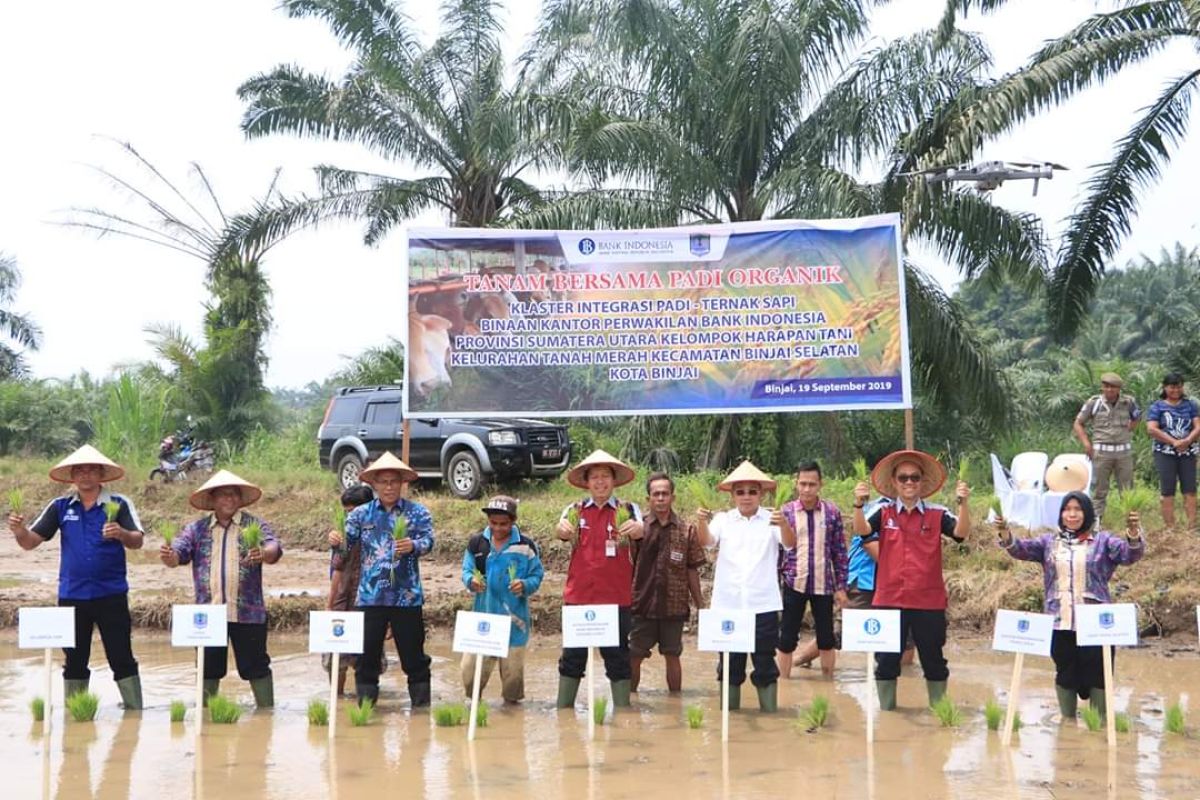 Bank Indonesia bantu kandang komunal sapi
