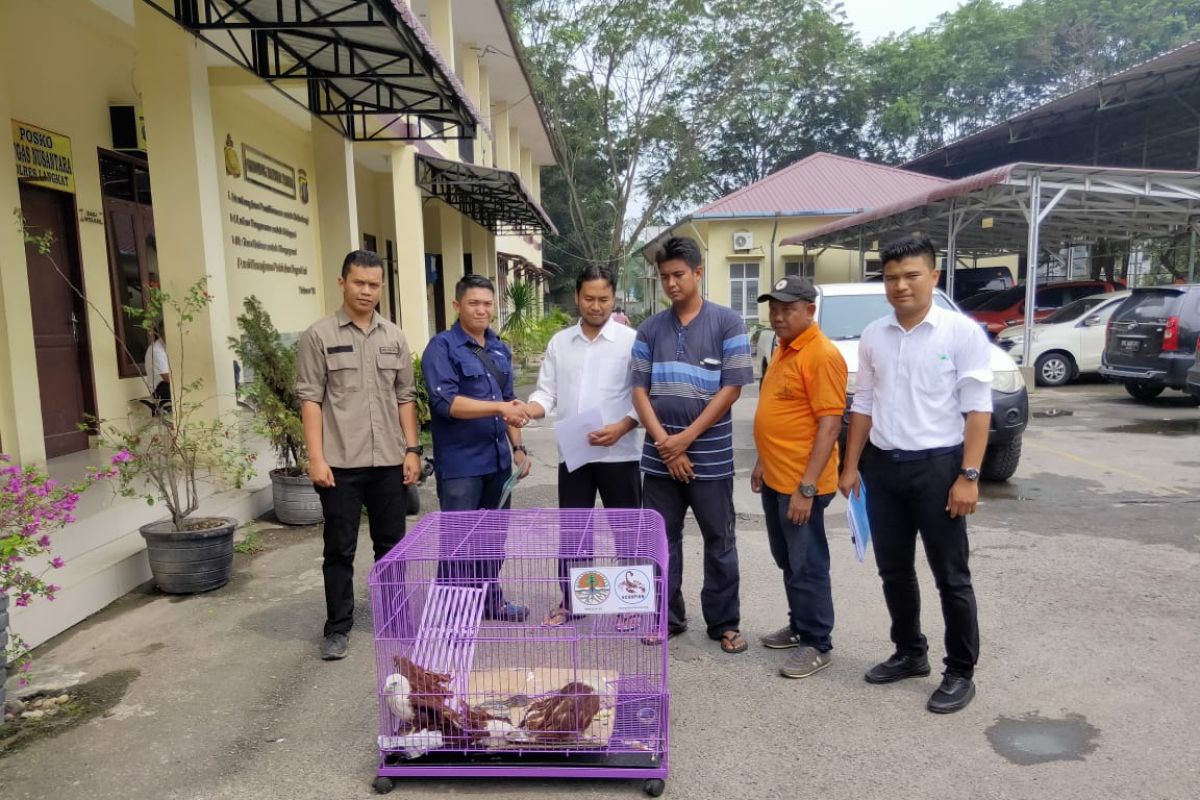 Tim gabungan amankan empat Elang Bondol milik warga Langkat