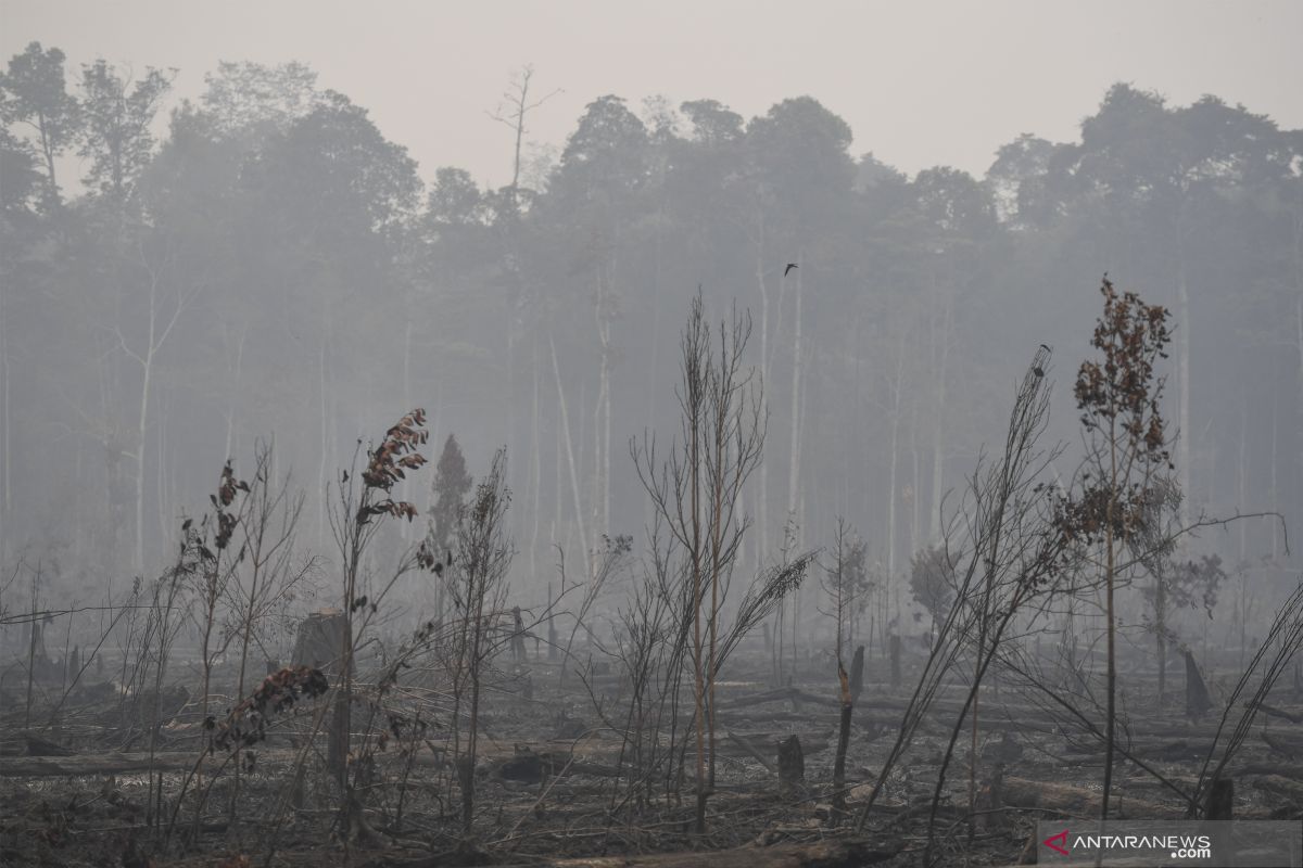 BPBD Bantul : Pemadaman kebakaran lahan hutan dilakukan secara manual