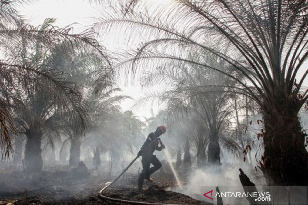 Jikalahari minta gubernur Riau publikasikan perusahaan pembakar lahan