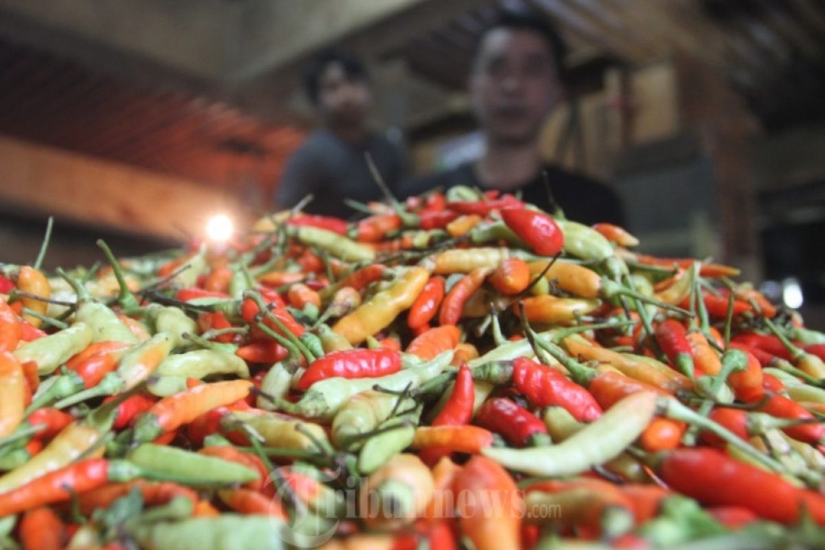 Harga cabe rawit turun