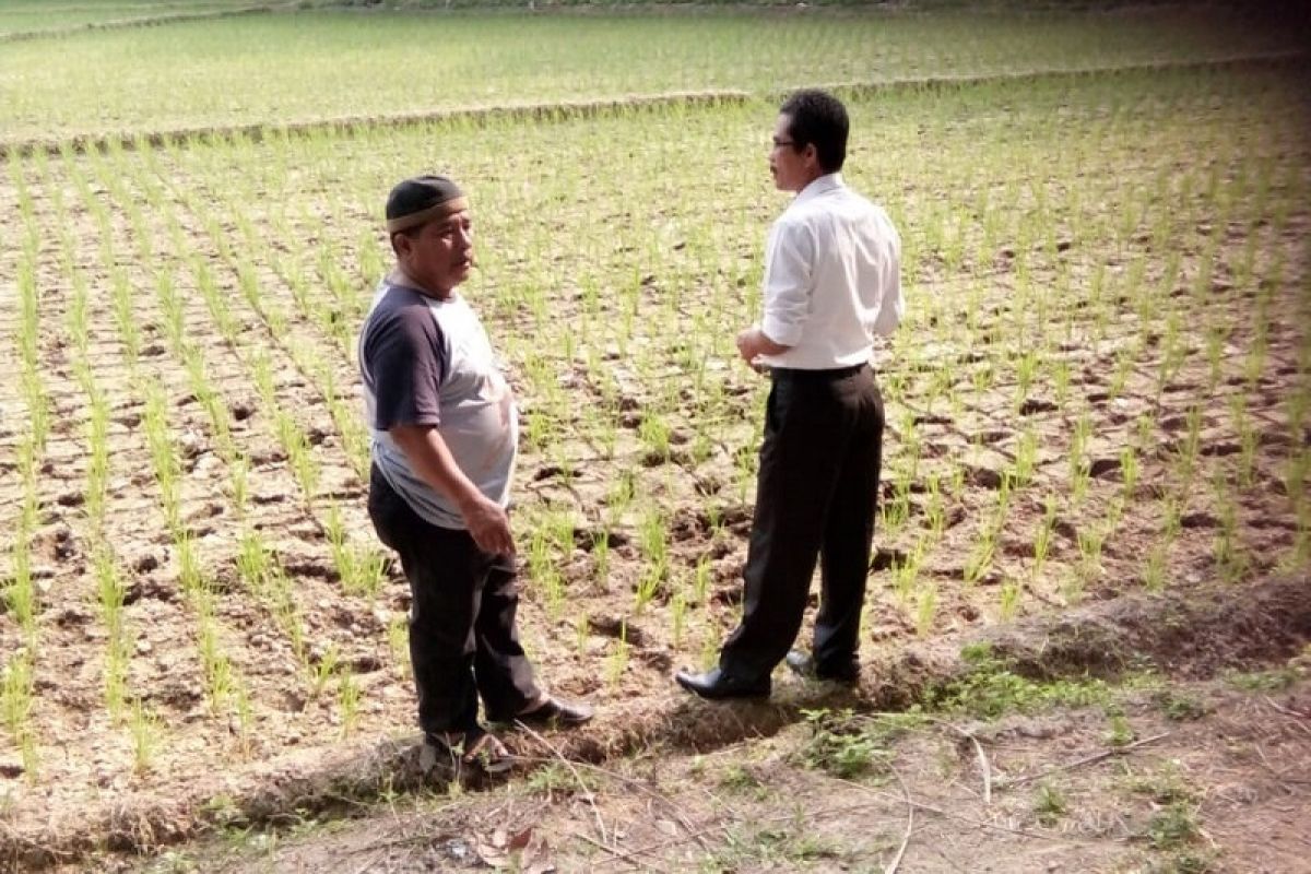 20 hektare sawah di Mukomuko kekeringan