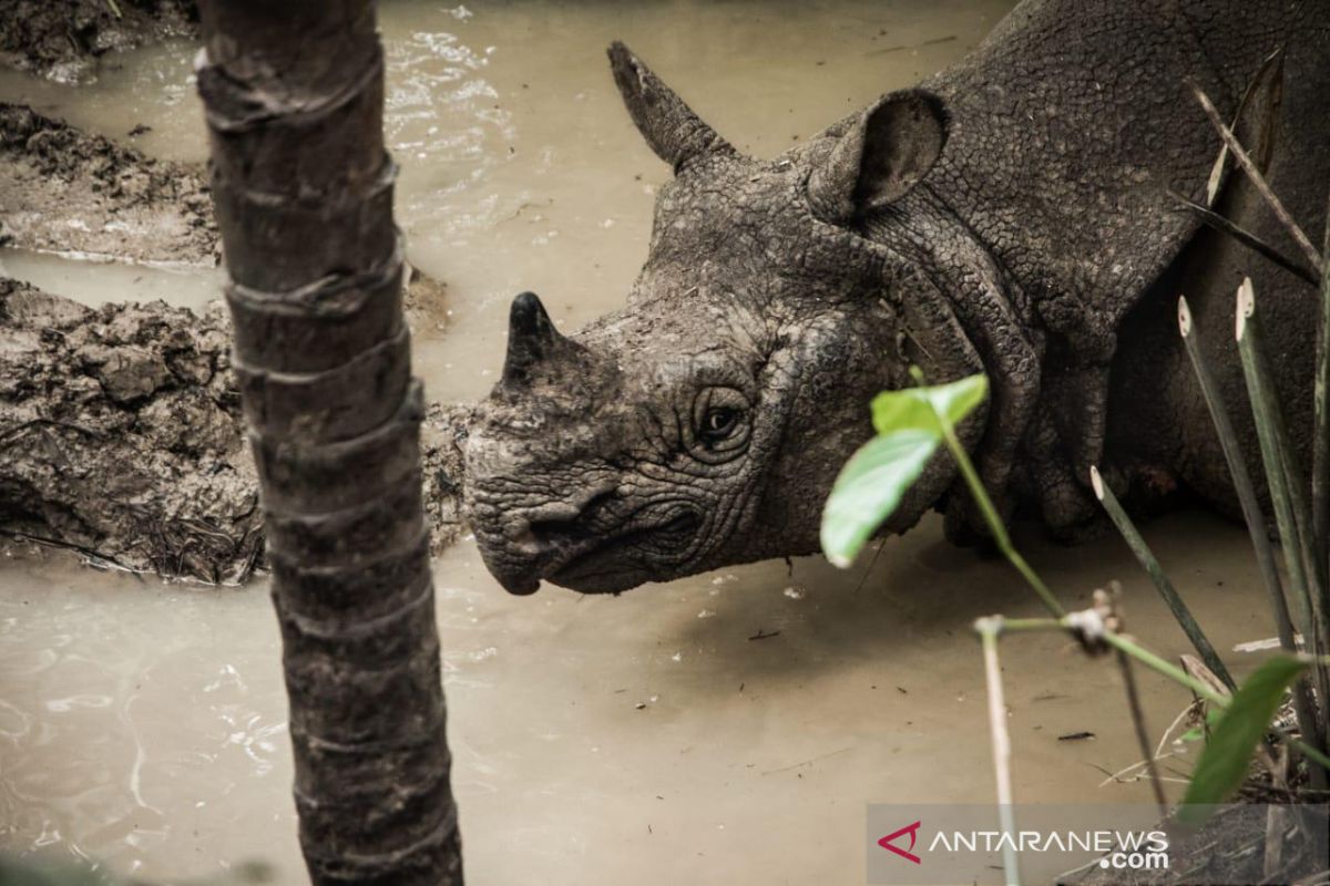 Badak Sumatera diyakini masih ada di Kalimantan