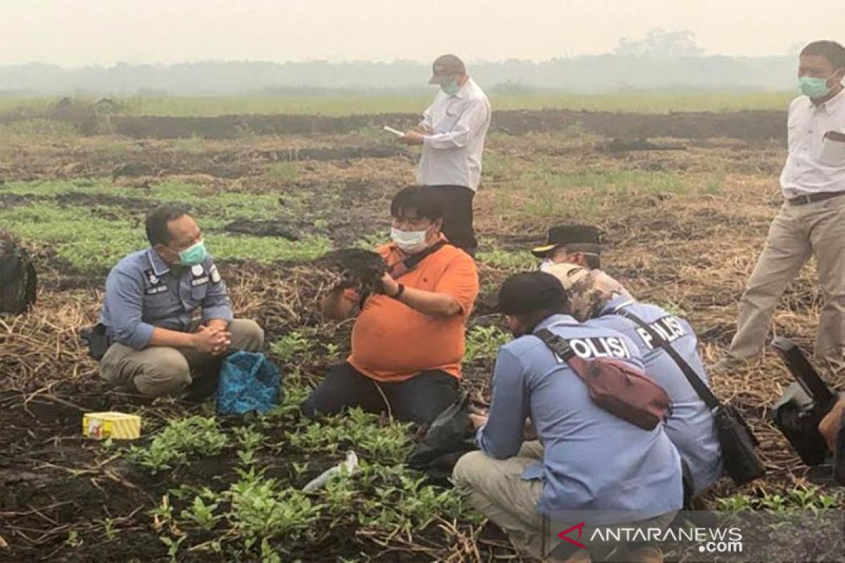 Gubernur tak miliki kewenangan mencabut izin korporasi perkebunan