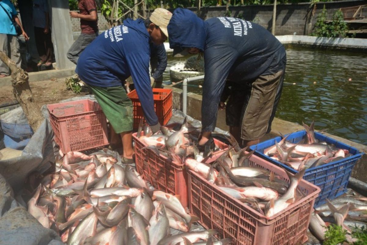 Sumsel berupaya pertahankan produsen terbesar ikan patin