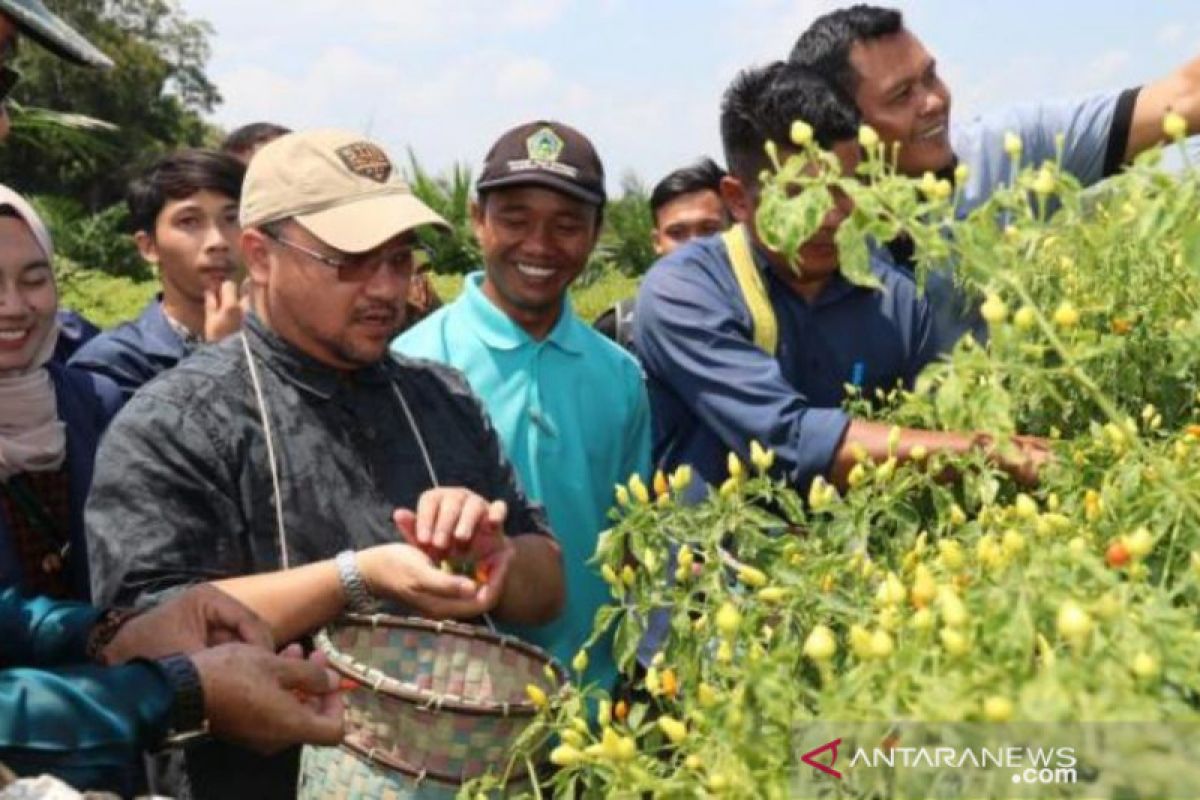 Gubernur Babel panen cabai rawit di lahan perkebunan sawit