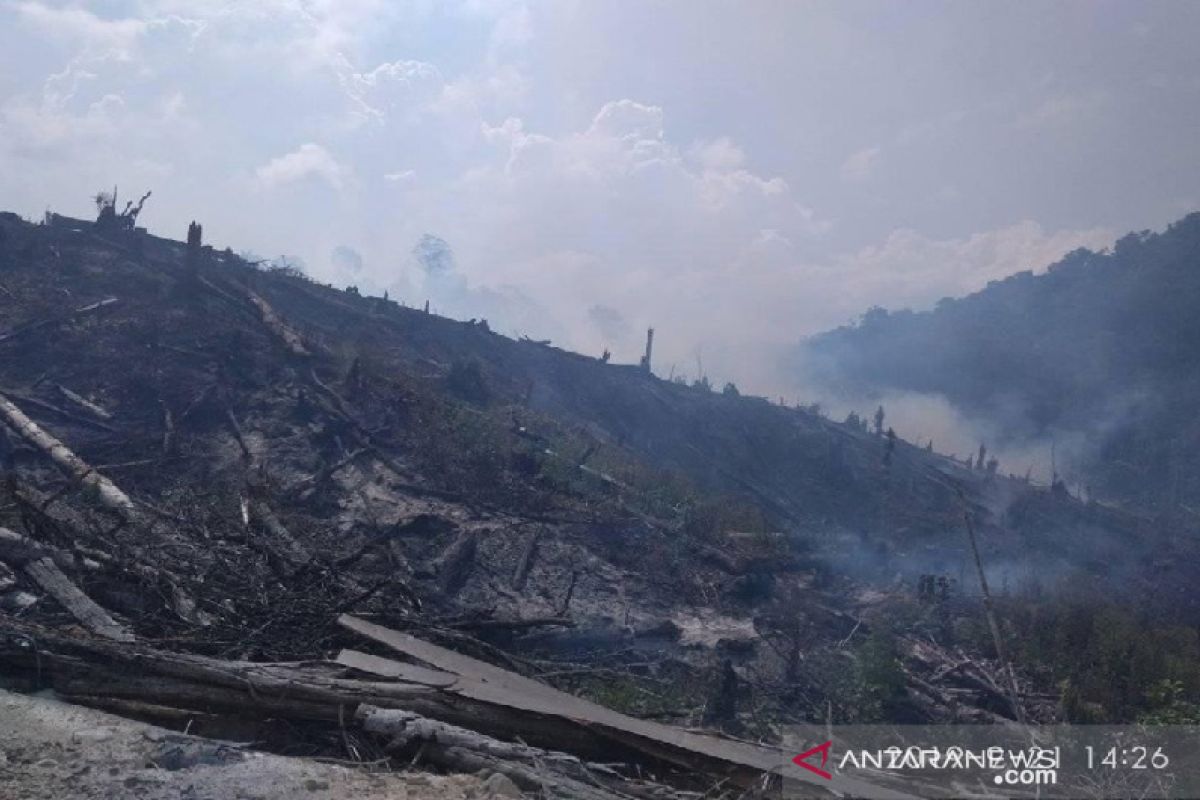 Hutan di Sigi terbakar