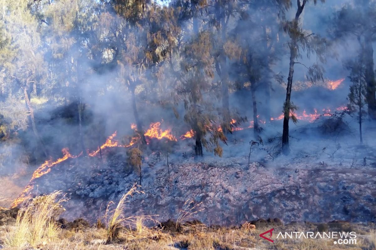 Kebakaran hutan di Gunung Semeru mengarah ke Blank 75 berketinggian  3.676 meter