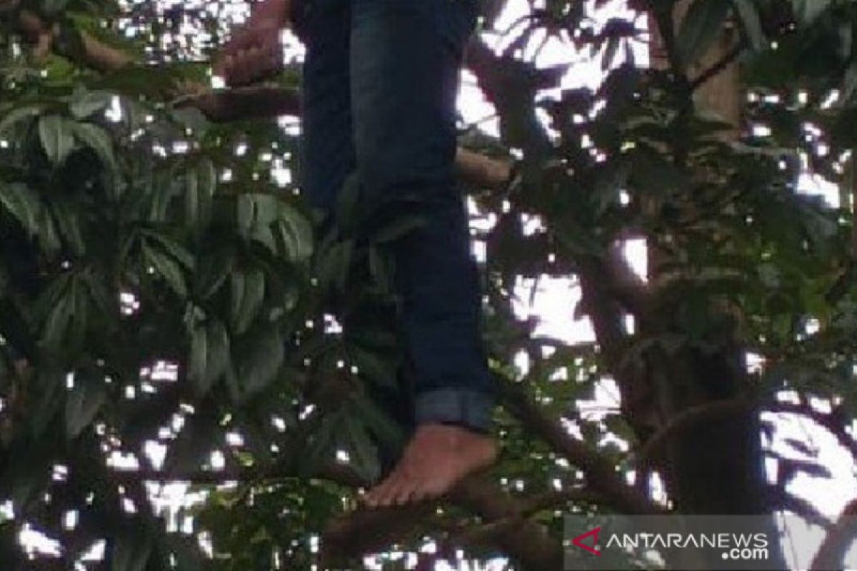Tiga hari menghilang, seorang remaja ditemukan tergantung di pohon