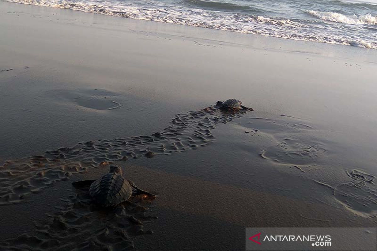 30 tukik lekang dilepasliarkan di Pantai Sodong