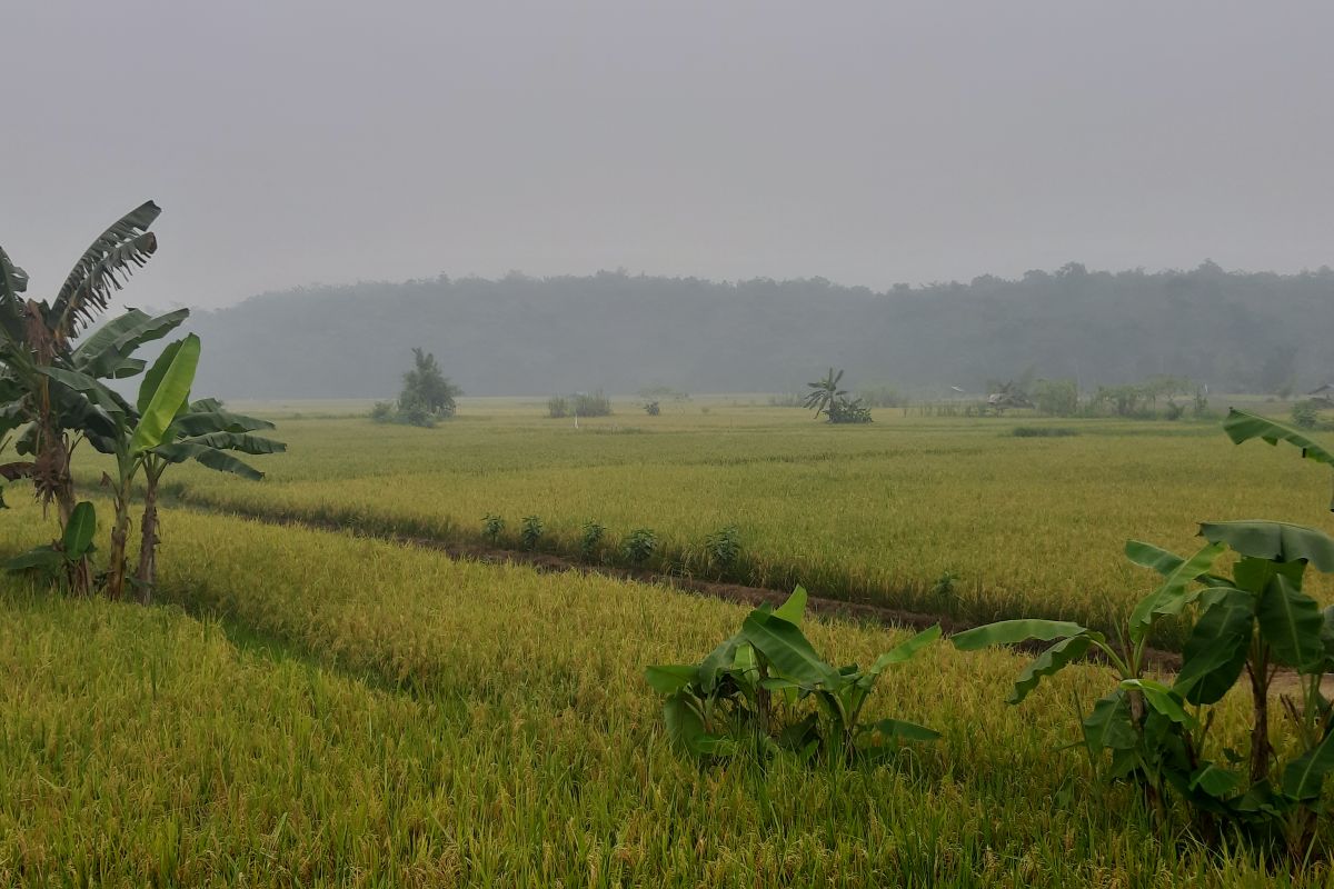 Opini : Tanah subur dan kesejahteraan petani Kalimantan Barat