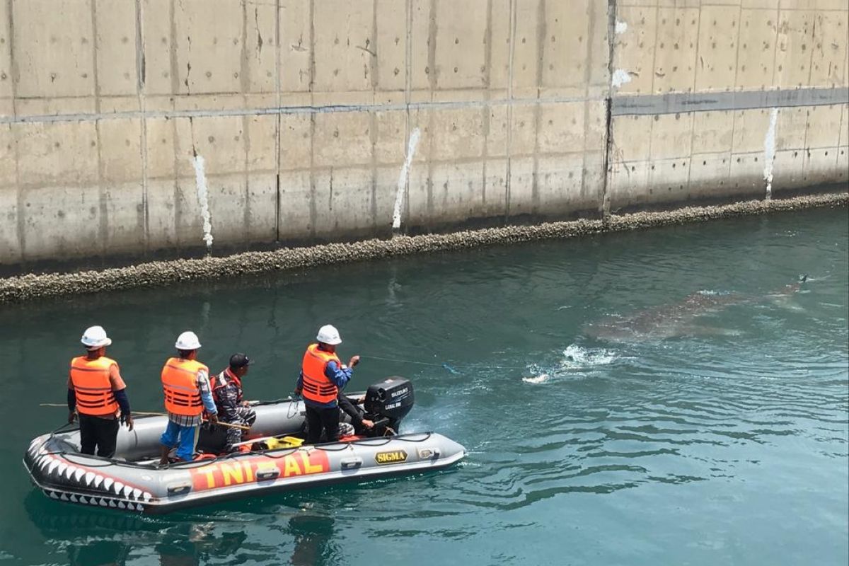 Profauna apresiasi penyelamatan hiu paus di Kanal PLTU Paiton